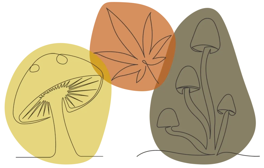 Eco Fungi, CBD Oil and Herbs