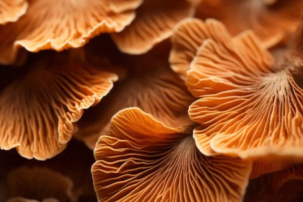 Reishi Mushroom Extract