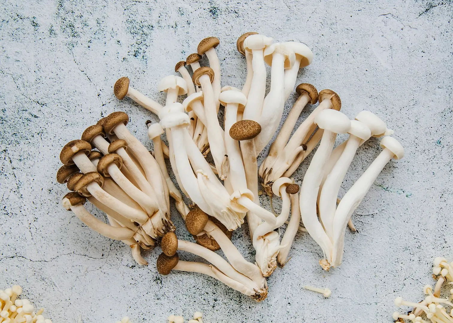 Medical Mushrooms