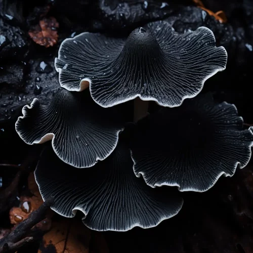 Reishi Mushroom Extract